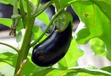 OD STRAŠNIH BOLOVA NIJE MOGLA DA ŽIVI: Oporavila kosti i zglobove za 10 dana jednom namirnicom! OD STRAŠNIH BOLOVA NIJE MOGLA DA ŽIVI: Oporavila kosti i zglobove za 10 dana jednom namirnicom! - featured image