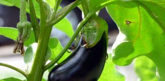 OD STRAŠNIH BOLOVA NIJE MOGLA DA ŽIVI: Oporavila kosti i zglobove za 10 dana jednom namirnicom! OD STRAŠNIH BOLOVA NIJE MOGLA DA ŽIVI: Oporavila kosti i zglobove za 10 dana jednom namirnicom! - featured image