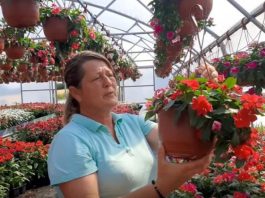 Muškatle se zalivaju svaki 3. dan, kaliope vole jako sunce, a ovaj cvet nipošto ne držite u hladu: Dragica radi u rasadniku i daje savete zlata vredne Muškatle se zalivaju svaki 3. dan, kaliope vole jako sunce, a ovaj cvet nipošto ne držite u hladu: Dragica radi u rasadniku i daje savete zlata vredne - featured image