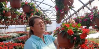 Muškatle se zalivaju svaki 3. dan, kaliope vole jako sunce, a ovaj cvet nipošto ne držite u hladu: Dragica radi u rasadniku i daje savete zlata vredne Muškatle se zalivaju svaki 3. dan, kaliope vole jako sunce, a ovaj cvet nipošto ne držite u hladu: Dragica radi u rasadniku i daje savete zlata vredne - featured image