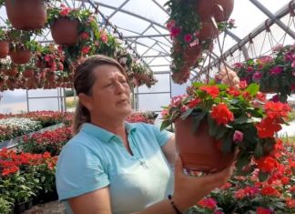 Muškatle se zalivaju svaki 3. dan, kaliope vole jako sunce, a ovaj cvet nipošto ne držite u hladu: Dragica radi u rasadniku i daje savete zlata vredne Muškatle se zalivaju svaki 3. dan, kaliope vole jako sunce, a ovaj cvet nipošto ne držite u hladu: Dragica radi u rasadniku i daje savete zlata vredne - featured image