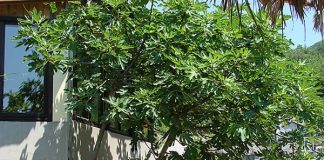 Naši stari smokvu nikada nisu sadili blizu kuće: Razlog je važan, evo o čemu se radi Naši stari smokvu nikada nisu sadili blizu kuće: Razlog je važan, evo o čemu se radi - featured image