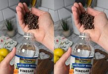 Uzmite čašu sirćeta, običnih karanfilića i dobro sačuvajte ovaj domaći trik: KORISTIM GA GODINAMA I PREPORUČUJEM SVIMA! Uzmite čašu sirćeta, običnih karanfilića i dobro sačuvajte ovaj domaći trik: KORISTIM GA GODINAMA I PREPORUČUJEM SVIMA! - featured image