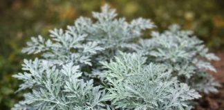 LiječI nesanicu, kurje očI I “smrt” je za gljivice I bakterije: napravite čaj ili kupku od moćne biljke u koju se I ljekari kunu LiječI nesanicu, kurje očI I “smrt” je za gljivice I bakterije: napravite čaj ili kupku od moćne biljke u koju se I ljekari kunu - featured image