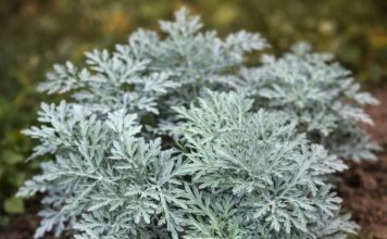 LiječI nesanicu, kurje očI I “smrt” je za gljivice I bakterije: napravite čaj ili kupku od moćne biljke u koju se I ljekari kunu LiječI nesanicu, kurje očI I “smrt” je za gljivice I bakterije: napravite čaj ili kupku od moćne biljke u koju se I ljekari kunu - featured image