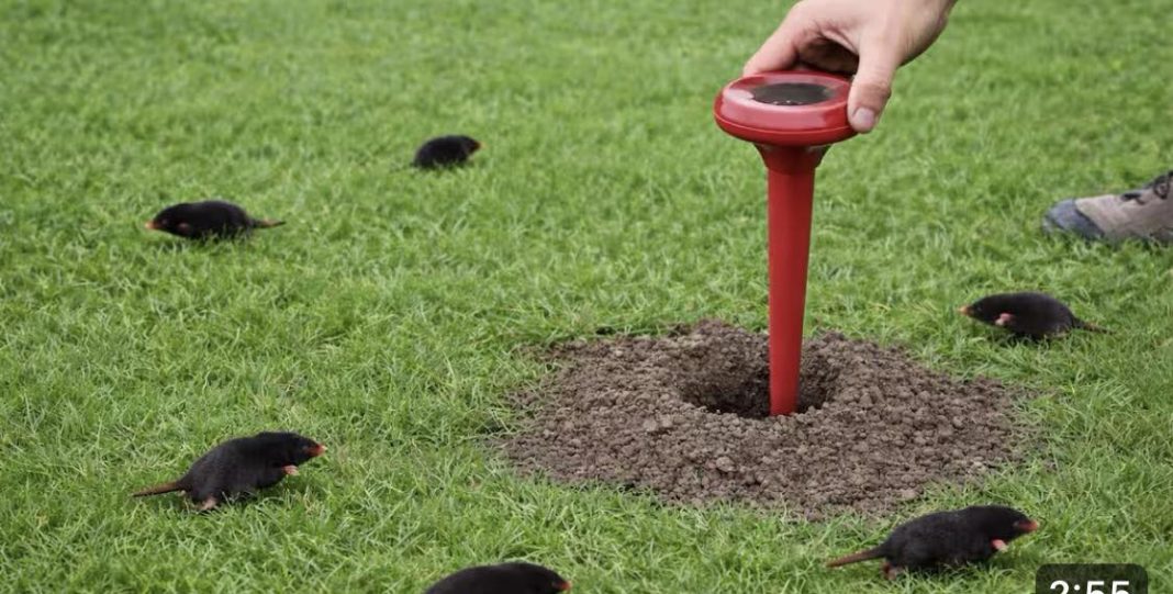 Krtice ZAUVIJEK nestanu iz vrta bez kemije i klopki! - featured image