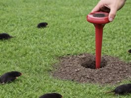 Krtice ZAUVIJEK nestanu iz vrta bez kemije i klopki! Krtice ZAUVIJEK nestanu iz vrta bez kemije i klopki! - featured image