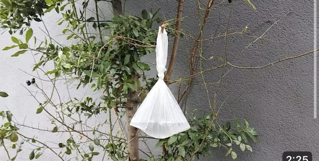 Objesite vrećicu vode na granu i NEĆETE vjerovati što se dogodi - featured image