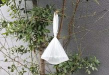 Objesite vrećicu vode na granu i NEĆETE vjerovati što se dogodi Objesite vrećicu vode na granu i NEĆETE vjerovati što se dogodi - featured image