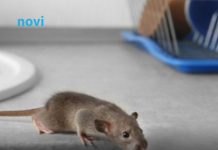 Riješite se miševa bez otrova: Moja baka stavi ovo ispred kuće i više ne dolaze Riješite se miševa bez otrova: Moja baka stavi ovo ispred kuće i više ne dolaze - featured image