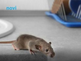 Riješite se miševa bez otrova: Moja baka stavi ovo ispred kuće i više ne dolaze Riješite se miševa bez otrova: Moja baka stavi ovo ispred kuće i više ne dolaze - featured image
