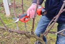 KAKO orezivati vinovu lozu i kako uzgojiti nove biljke iz reznica.. KAKO orezivati vinovu lozu i kako uzgojiti nove biljke iz reznica.. - featured image