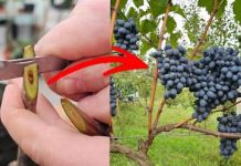 Kako i kada cijepiti vinovu lozu? To možete učiniti i sami! Kako i kada cijepiti vinovu lozu? To možete učiniti i sami! - featured image