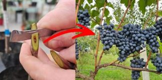 Kako i kada cijepiti vinovu lozu? To možete učiniti i sami! Kako i kada cijepiti vinovu lozu? To možete učiniti i sami! - featured image