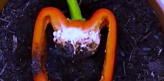 NAPUNILA JE PAPRIKU ZEMLJOM, MISLILI SU DA NIJE PRI SEBI: Ono što se desio na kraju OBORIĆE vas sa nogu (VIDEO) NAPUNILA JE PAPRIKU ZEMLJOM, MISLILI SU DA NIJE PRI SEBI: Ono što se desio na kraju OBORIĆE vas sa nogu (VIDEO) - featured image