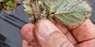 PRVO ovogodišnje (februarsko) “šišanje” jagoda za što bolji rod PRVO ovogodišnje (februarsko) “šišanje” jagoda za što bolji rod - featured image