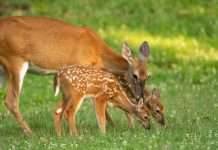 Znate li kako se zove mladunče košute: Nije lane Znate li kako se zove mladunče košute: Nije lane - featured image