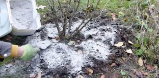 Kada, koliko i oko kojih voćnih vrsta, a kojih ne, razbacivati drveni pepeo Kada, koliko i oko kojih voćnih vrsta, a kojih ne, razbacivati drveni pepeo - featured image