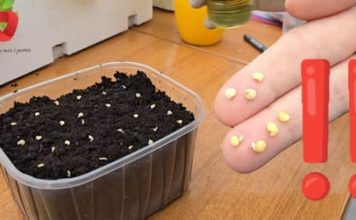 PAŽNJA, vrtlari! Ovo su pogreške pri sjetvi zbog kojih sjeme ne klija! 🌱 PAŽNJA, vrtlari! Ovo su pogreške pri sjetvi zbog kojih sjeme ne klija! 🌱 - featured image