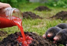 KRTICE BJEŽE ZA SAMO 2 DANA! Napravi sam prirodno i efikasno KRTICE BJEŽE ZA SAMO 2 DANA! Napravi sam prirodno i efikasno - featured image