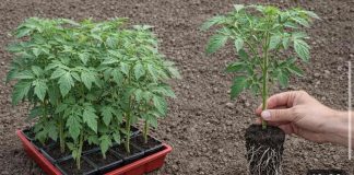 Uzgojim paradajz iz sjemena kod kuće – jake biljke znače obilan rod! Uzgojim paradajz iz sjemena kod kuće – jake biljke znače obilan rod! - featured image