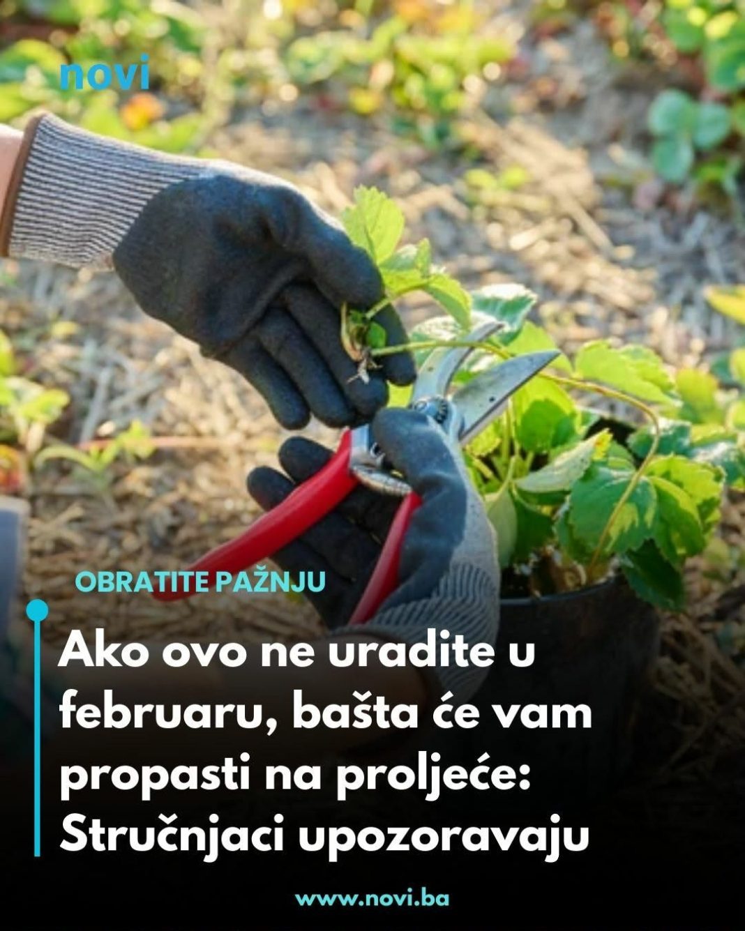 Ako ovo ne uradite u februaru, bašta će vam propasti na proljeće: Stručnjaci upozoravaju - featured image