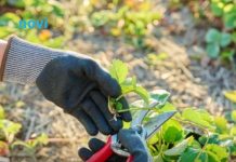 Ako ovo ne uradite u februaru, bašta će vam propasti na proljeće: Stručnjaci upozoravaju Ako ovo ne uradite u februaru, bašta će vam propasti na proljeće: Stručnjaci upozoravaju - featured image