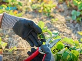 Ako ovo ne uradite u februaru, bašta će vam propasti na proljeće: Stručnjaci upozoravaju Ako ovo ne uradite u februaru, bašta će vam propasti na proljeće: Stručnjaci upozoravaju - featured image