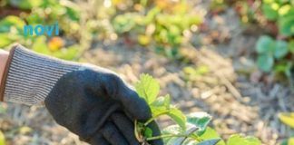 Ako ovo ne uradite u februaru, bašta će vam propasti na proljeće: Stručnjaci upozoravaju Ako ovo ne uradite u februaru, bašta će vam propasti na proljeće: Stručnjaci upozoravaju - featured image