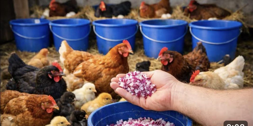 SAMO OVO DAJ KOKOŠKAMA I UVIJEK ĆE NOSITI JAJA! Svi ga imamo u bašti - featured image