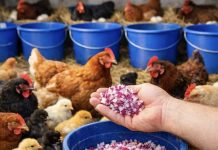 SAMO OVO DAJ KOKOŠKAMA I UVIJEK ĆE NOSITI JAJA! Svi ga imamo u bašti SAMO OVO DAJ KOKOŠKAMA I UVIJEK ĆE NOSITI JAJA! Svi ga imamo u bašti - featured image