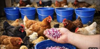 SAMO OVO DAJ KOKOŠKAMA I UVIJEK ĆE NOSITI JAJA! Svi ga imamo u bašti SAMO OVO DAJ KOKOŠKAMA I UVIJEK ĆE NOSITI JAJA! Svi ga imamo u bašti - featured image