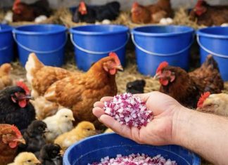 SAMO OVO DAJ KOKOŠKAMA I UVIJEK ĆE NOSITI JAJA! Svi ga imamo u bašti SAMO OVO DAJ KOKOŠKAMA I UVIJEK ĆE NOSITI JAJA! Svi ga imamo u bašti - featured image