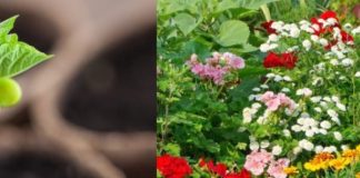 Ova tri cveta zasadite u februaru i na proleće ćete imati baštu punu mirisa i boja: Idealni su i za terase Ova tri cveta zasadite u februaru i na proleće ćete imati baštu punu mirisa i boja: Idealni su i za terase - featured image