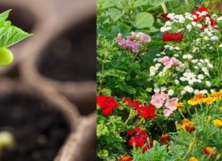 Ova tri cveta zasadite u februaru i na proleće ćete imati baštu punu mirisa i boja: Idealni su i za terase Ova tri cveta zasadite u februaru i na proleće ćete imati baštu punu mirisa i boja: Idealni su i za terase - featured image