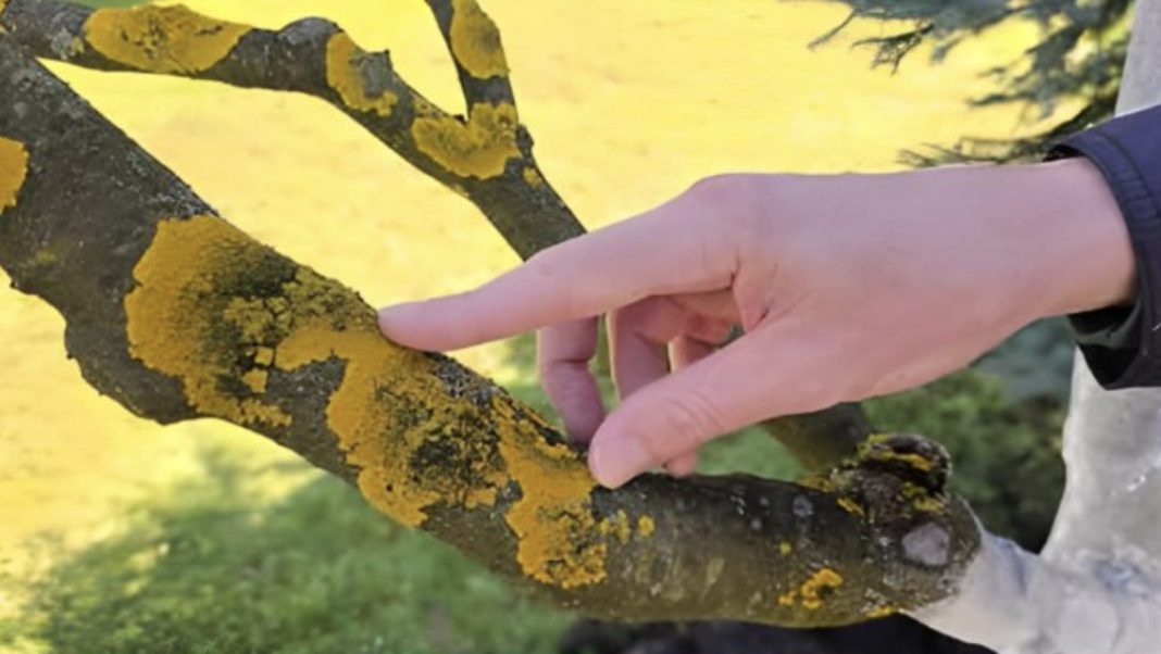 Voćke imaju ovo na svojim granama? EVO šta trebate uraditi! - featured image Voćke imaju ovo na svojim granama? EVO šta trebate uraditi! - featured image