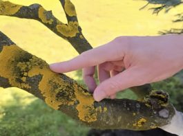 Voćke imaju ovo na svojim granama? EVO šta trebate uraditi! Voćke imaju ovo na svojim granama? EVO šta trebate uraditi! - featured image