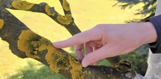 Voćke imaju ovo na svojim granama? EVO šta trebate uraditi! Voćke imaju ovo na svojim granama? EVO šta trebate uraditi! - featured image