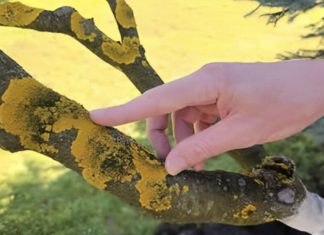 Voćke imaju ovo na svojim granama? EVO šta trebate uraditi! Voćke imaju ovo na svojim granama? EVO šta trebate uraditi! - featured image