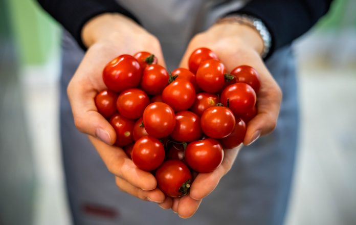 Ko ne bi trebao jesti paradajz? Ako imate OVE bolesti IZBACITE ga iz prehrane odmah! - featured image Ko ne bi trebao jesti paradajz? Ako imate OVE bolesti IZBACITE ga iz prehrane odmah! - featured image