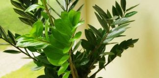 Zovu je biljkom sreće i obilja:Evo šta trebate uraditi sa zamijom kad joj listovi požute Zovu je biljkom sreće i obilja:Evo šta trebate uraditi sa zamijom kad joj listovi požute - featured image