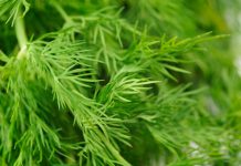 SNAŽNIJI JE OD BIJELOG LUKA: Svi bi trebalo da znaju kakav je efekat ove neupadljive biljke ljeti – ne stavljate je samo u krastavce! SNAŽNIJI JE OD BIJELOG LUKA: Svi bi trebalo da znaju kakav je efekat ove neupadljive biljke ljeti – ne stavljate je samo u krastavce! - featured image