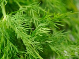 SNAŽNIJI JE OD BIJELOG LUKA: Svi bi trebalo da znaju kakav je efekat ove neupadljive biljke ljeti – ne stavljate je samo u krastavce! SNAŽNIJI JE OD BIJELOG LUKA: Svi bi trebalo da znaju kakav je efekat ove neupadljive biljke ljeti – ne stavljate je samo u krastavce! - featured image