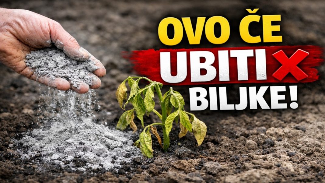 GLAVNA GREŠKA S PEPELOM! Ove biljke neće nahraniti, nego će ih UNIŠTITI! - featured image GLAVNA GREŠKA S PEPELOM! Ove biljke neće nahraniti, nego će ih UNIŠTITI! - featured image