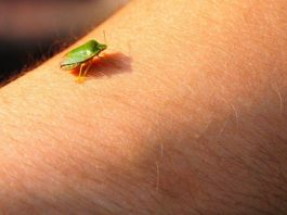 Samo jednu stvar stavite i one bjeze: Smrdibube se strasno plase ove jedne stvari- RIJESITE SVOJ DOM OD OVIH NAPASTI Samo jednu stvar stavite i one bjeze: Smrdibube se strasno plase ove jedne stvari- RIJESITE SVOJ DOM OD OVIH NAPASTI - featured image