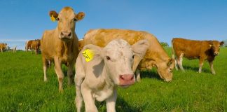 Tele je bilo u opasnosti, te je njegova majka zatražila pomoć od potpunog stranca Tele je bilo u opasnosti, te je njegova majka zatražila pomoć od potpunog stranca - featured image