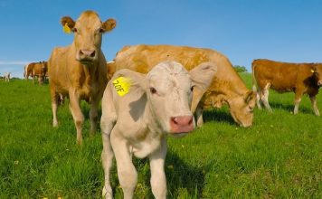 Tele je bilo u opasnosti, te je njegova majka zatražila pomoć od potpunog stranca Tele je bilo u opasnosti, te je njegova majka zatražila pomoć od potpunog stranca - featured image