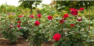 Obavezno ovaj prah pospite po ružama u februaru: Svi ga imamo u kući, bujaće cijelo ljeto Obavezno ovaj prah pospite po ružama u februaru: Svi ga imamo u kući, bujaće cijelo ljeto - featured image