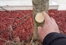 Na OVAJ način se smokva orezuje u februaru za obilniji rod Na OVAJ način se smokva orezuje u februaru za obilniji rod - featured image