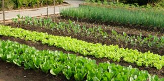 7 vrsta povrća koje se ne đubre nikad: Rastu samo od vode i sunca 7 vrsta povrća koje se ne đubre nikad: Rastu samo od vode i sunca - featured image